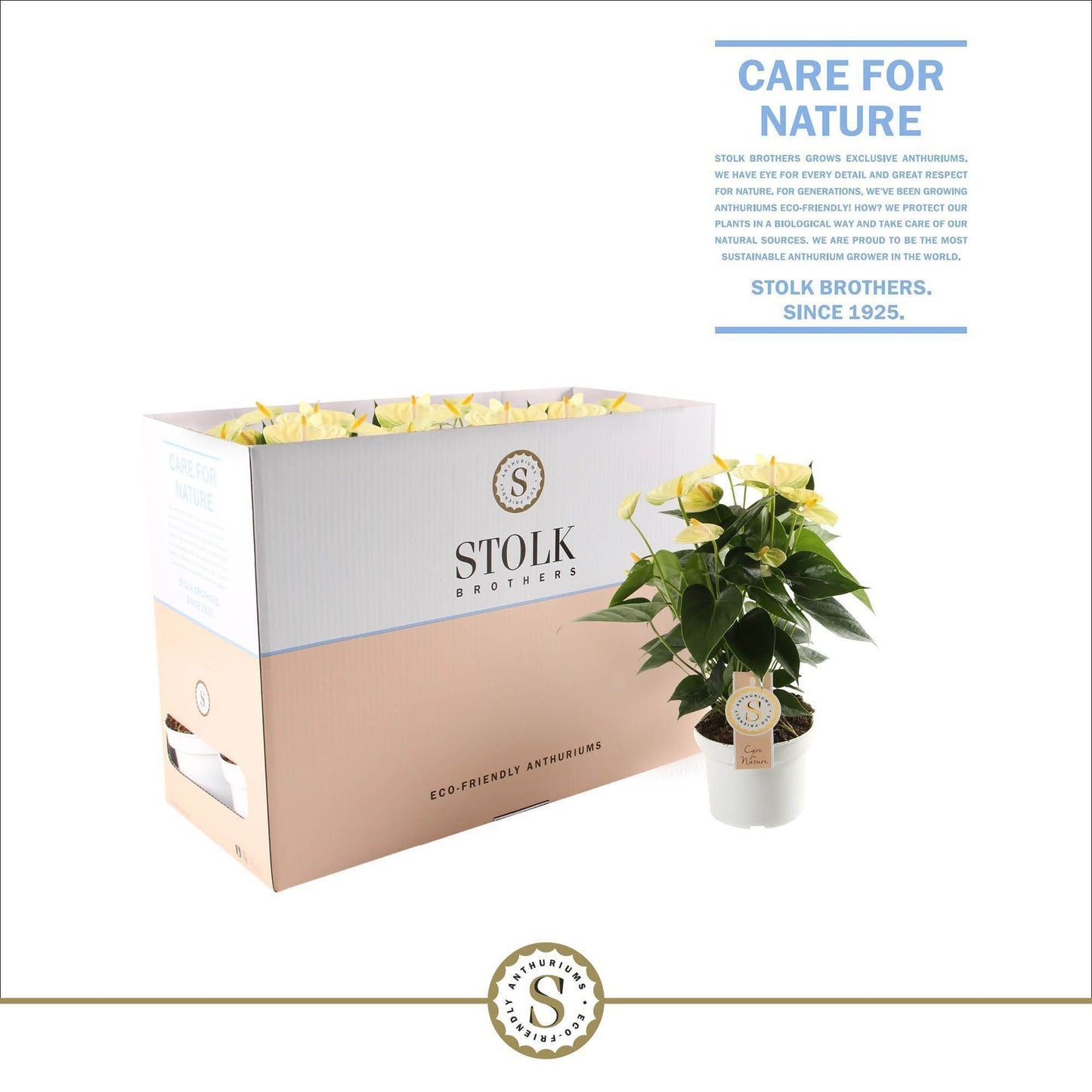 Stolk Brothers BV Anthurium Vanilla Pack of 10