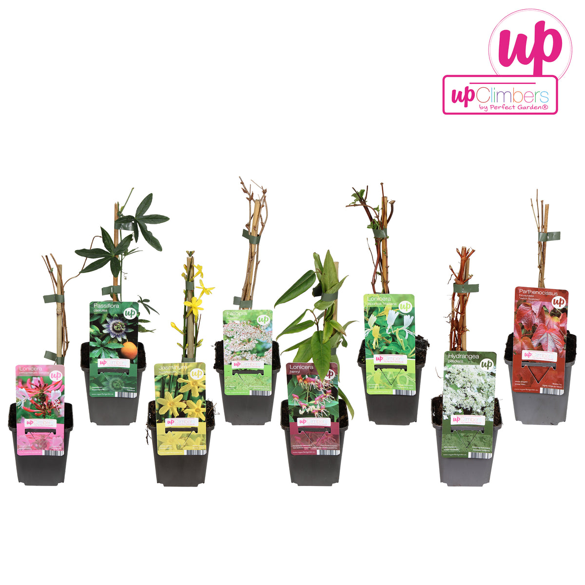Climbers Mix 35cm 9cm Pot