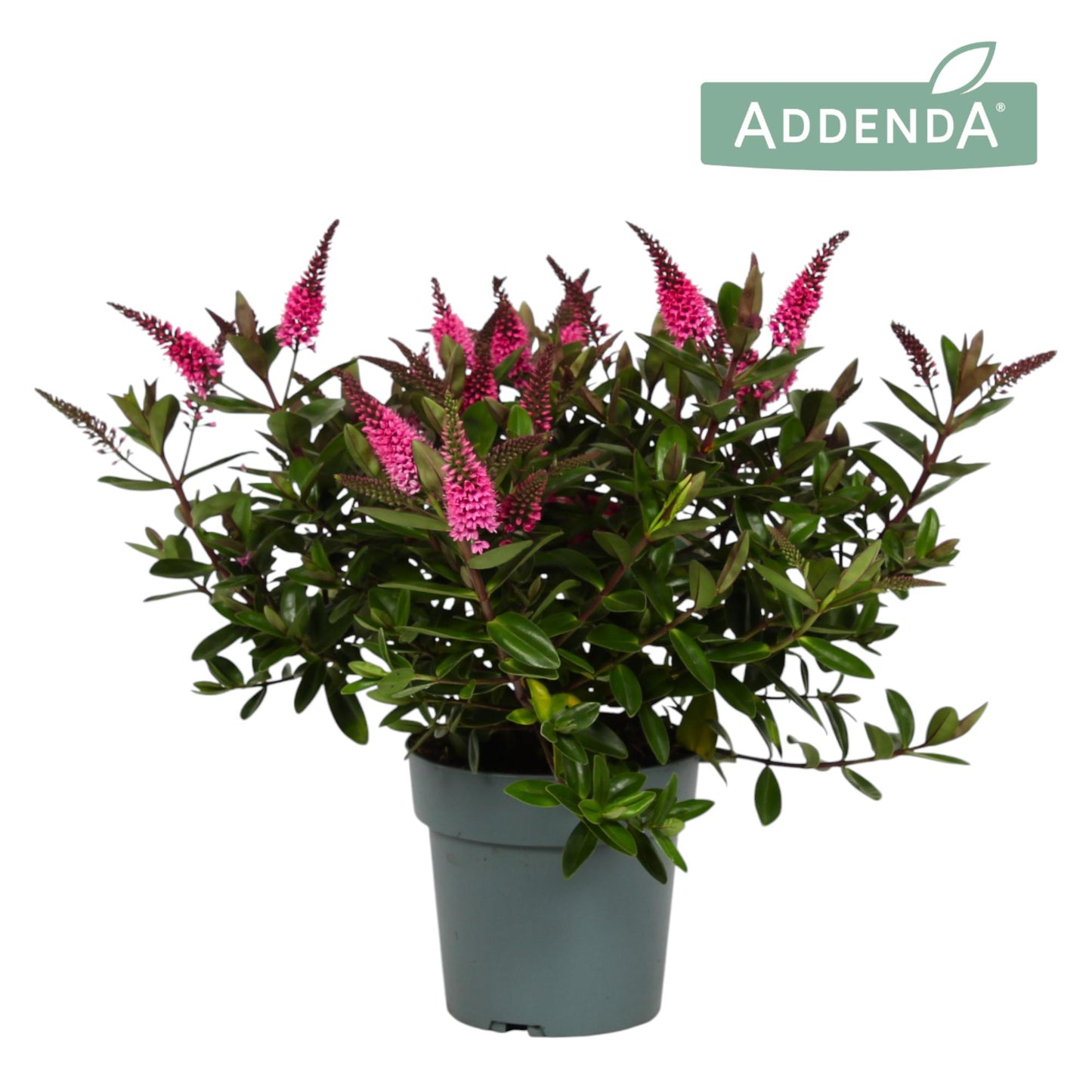 Hebe Hebedonna Elsa 25cm 15cm Pot