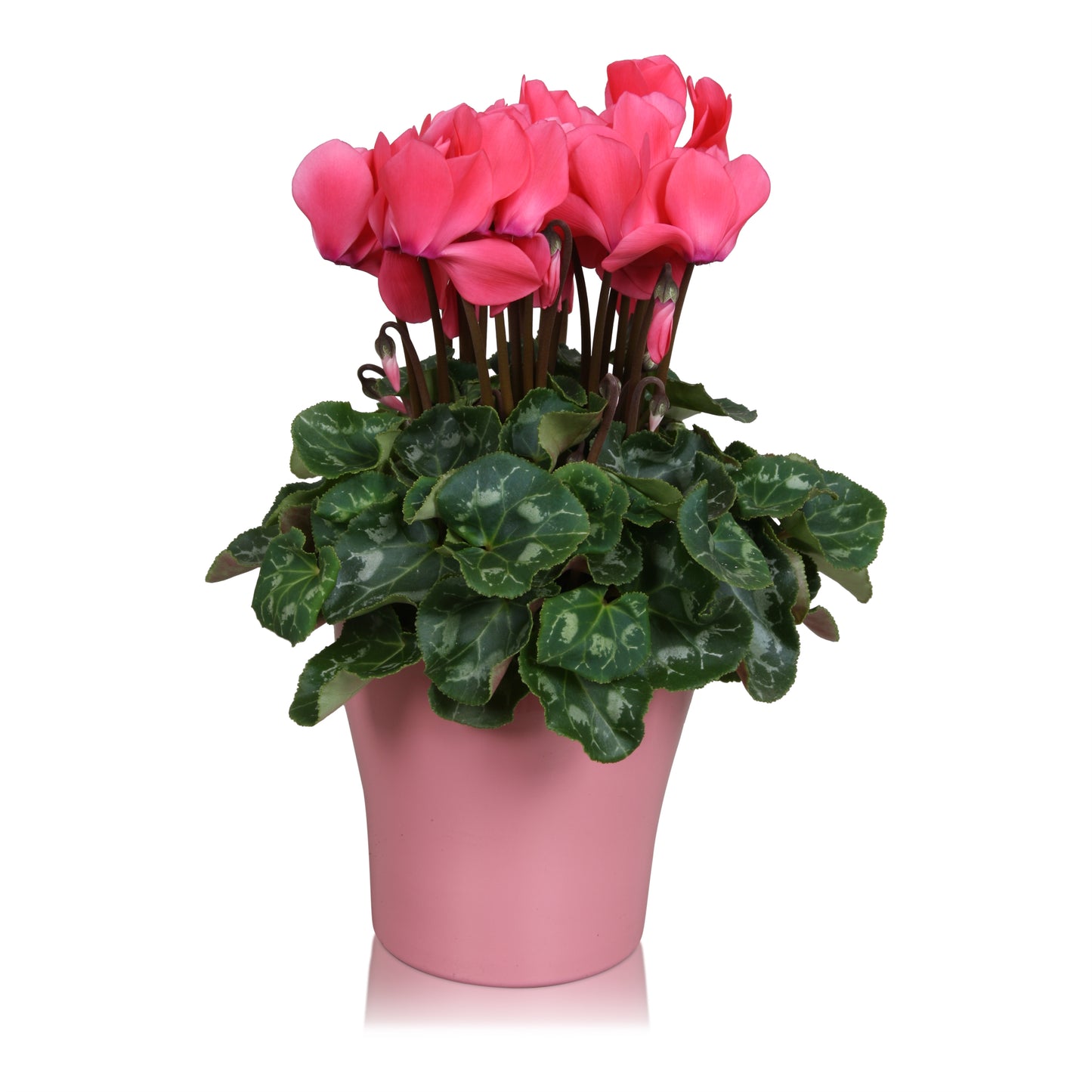 Cyclamen Allure pink 27cm 14cm Pot