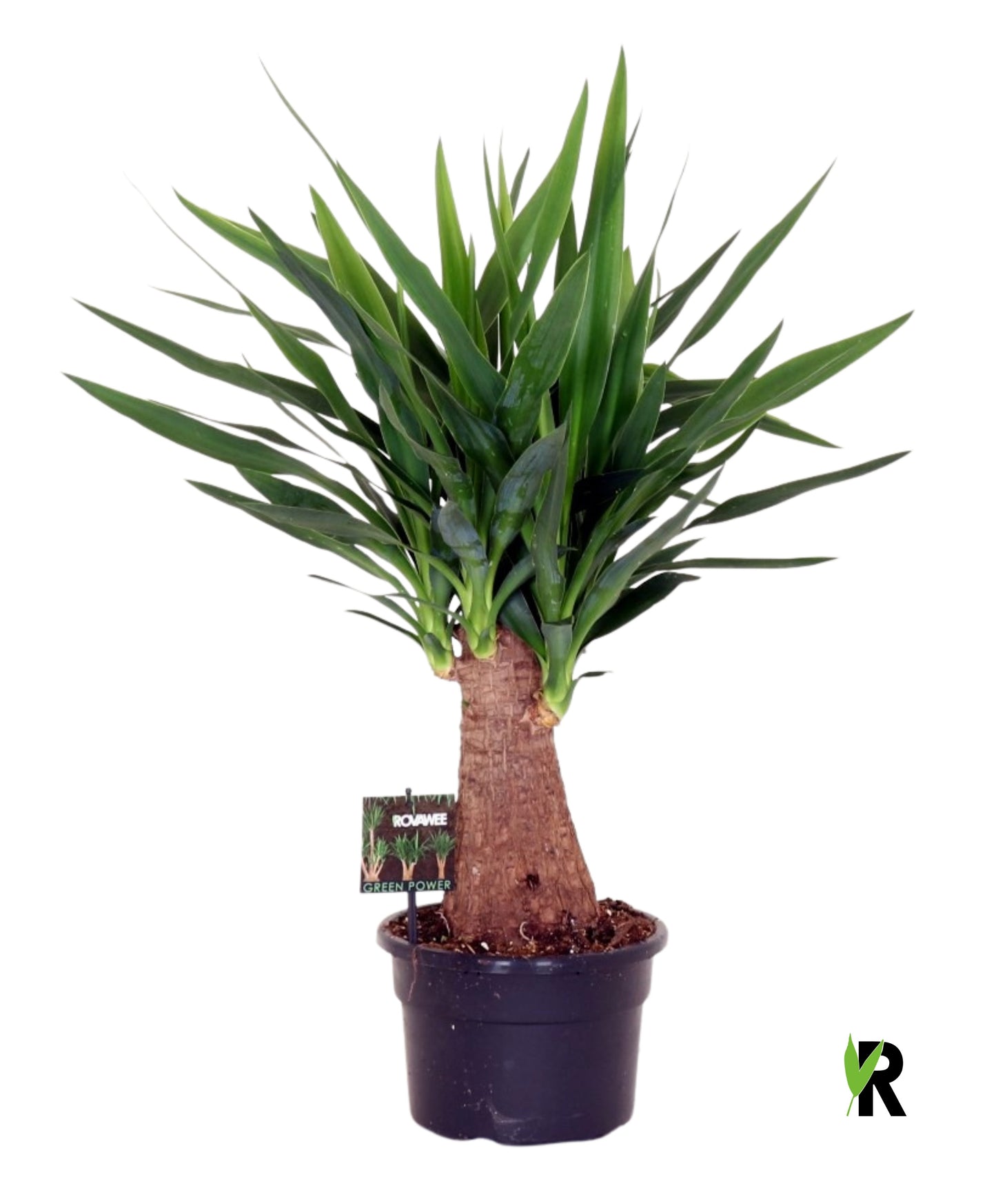 Yucca branched 70cm 21cm Pot
