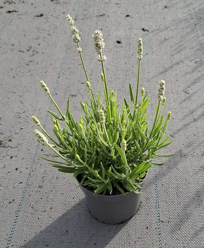 Lavandula int. Edelweiss 28cm 13cm Pot