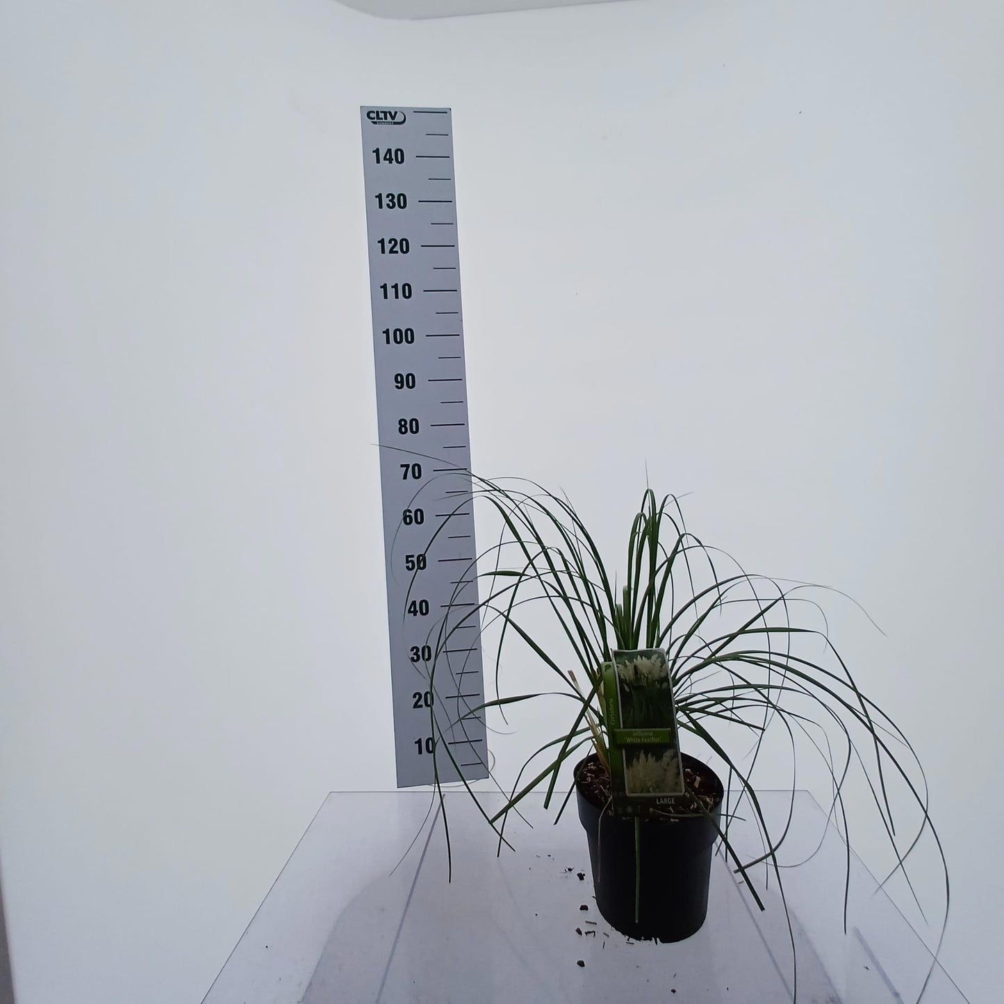 Cortaderia selloana 65cm 23cm Pot