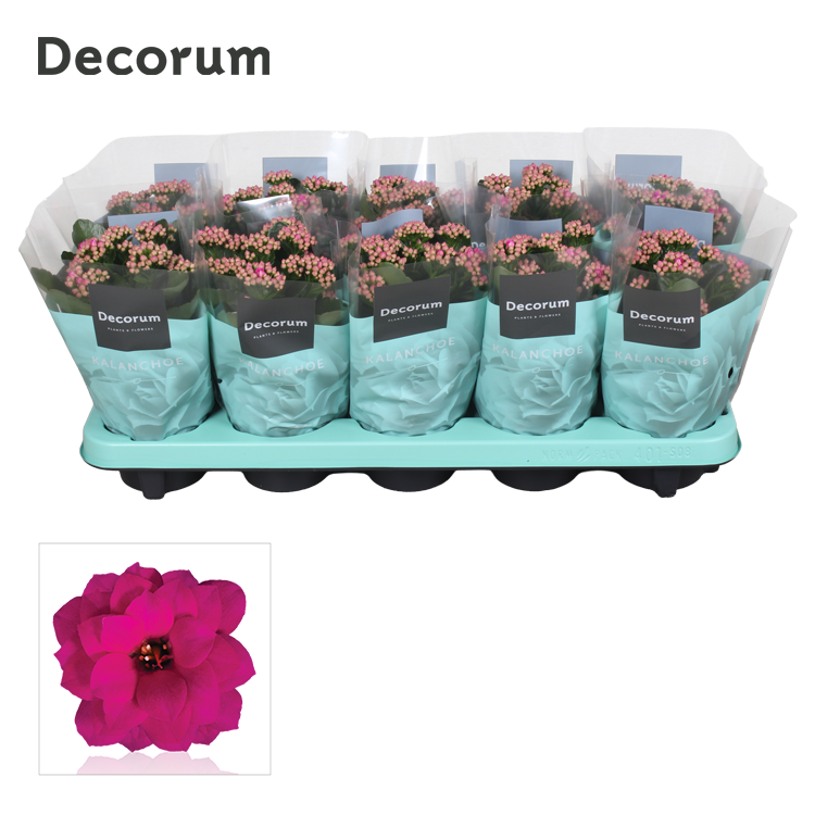 Kalanchoe purple decorum 23cm 10.5cm Pot