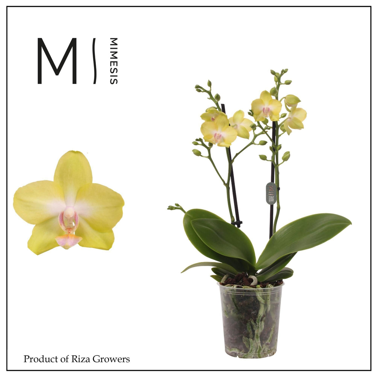 Phalaenopsis mf. Mila 35cm 9cm Pot