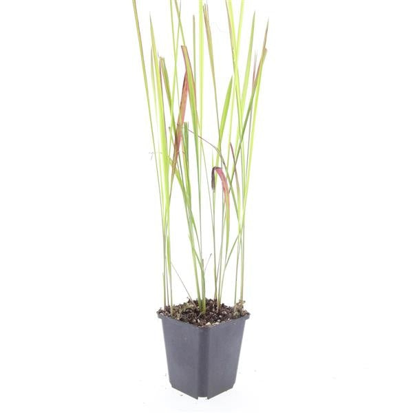 Imperata Red Baron 5cm 9cm Pot