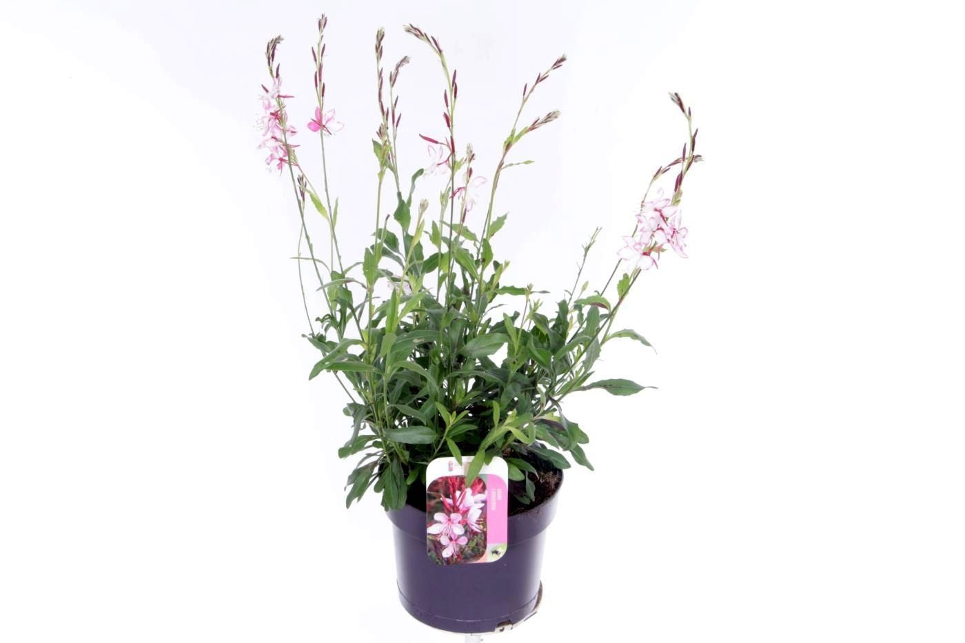 Gaura Gaudi Rose 65cm 17cm Pot