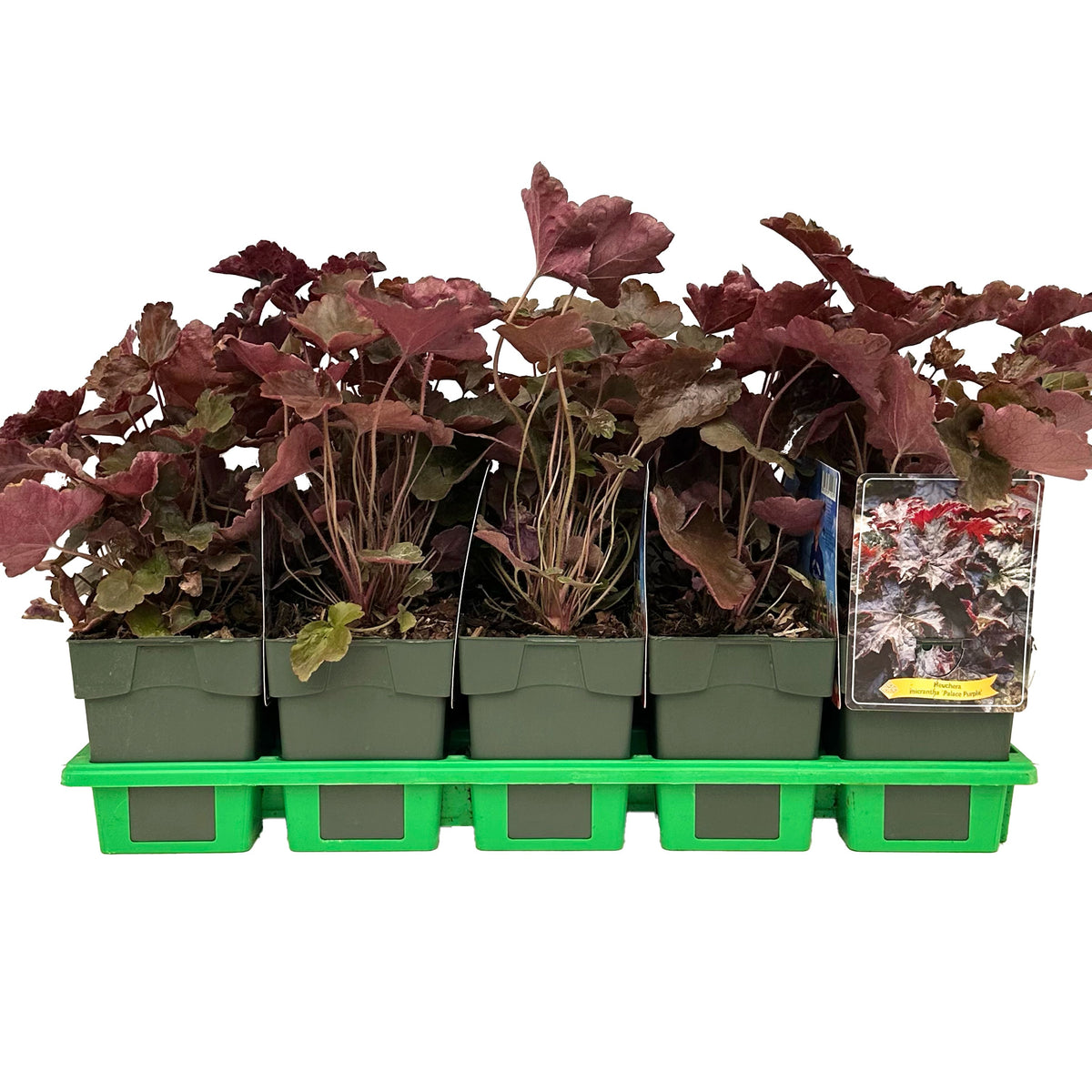 Heuchera Palace Purple 25cm 11cm Pot