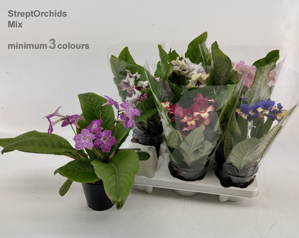 Streptocarpus mix 25cm 12cm Pot
