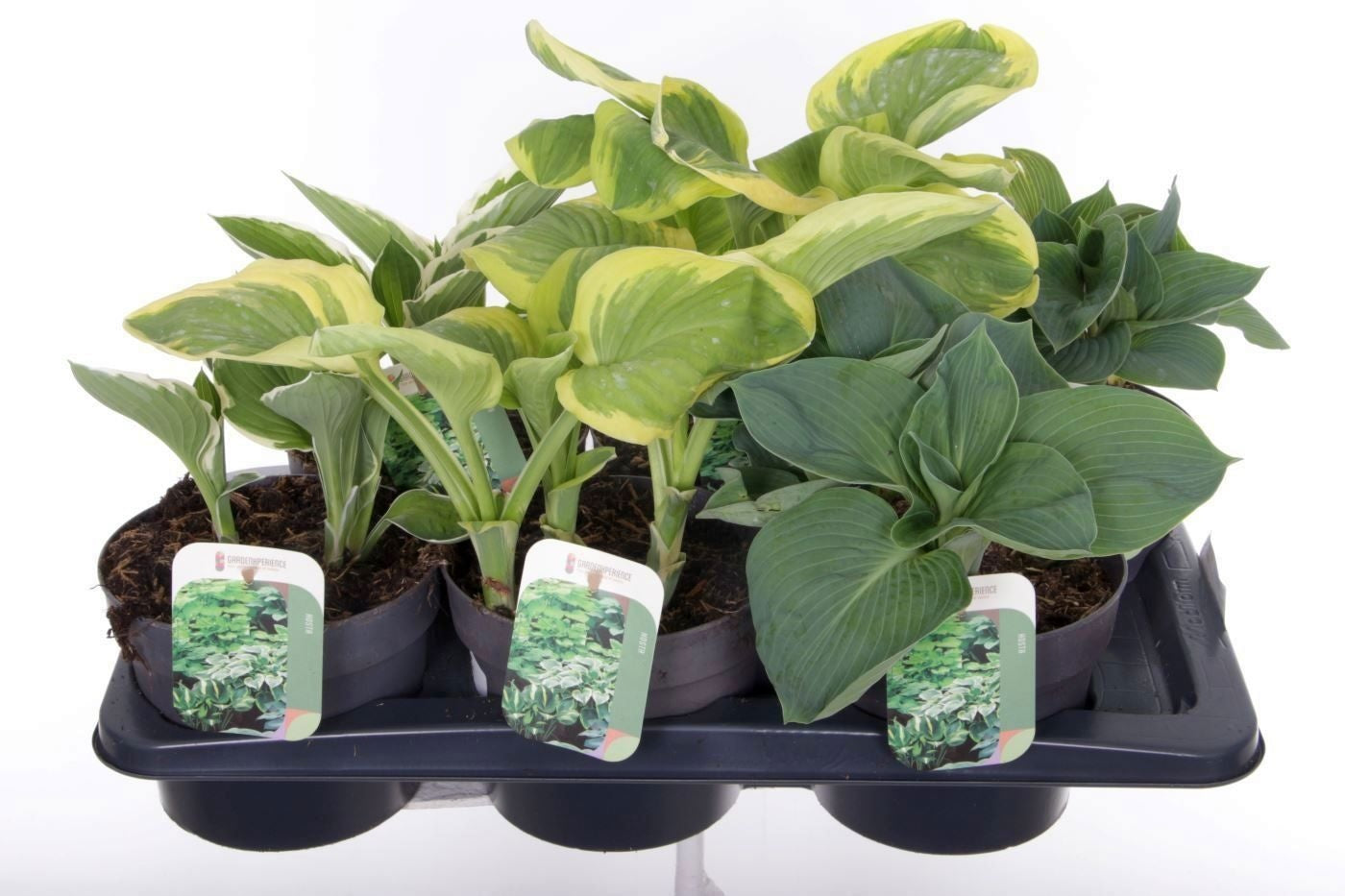 Noordpoel BV, Kw. de Hosta mix Pack of 6