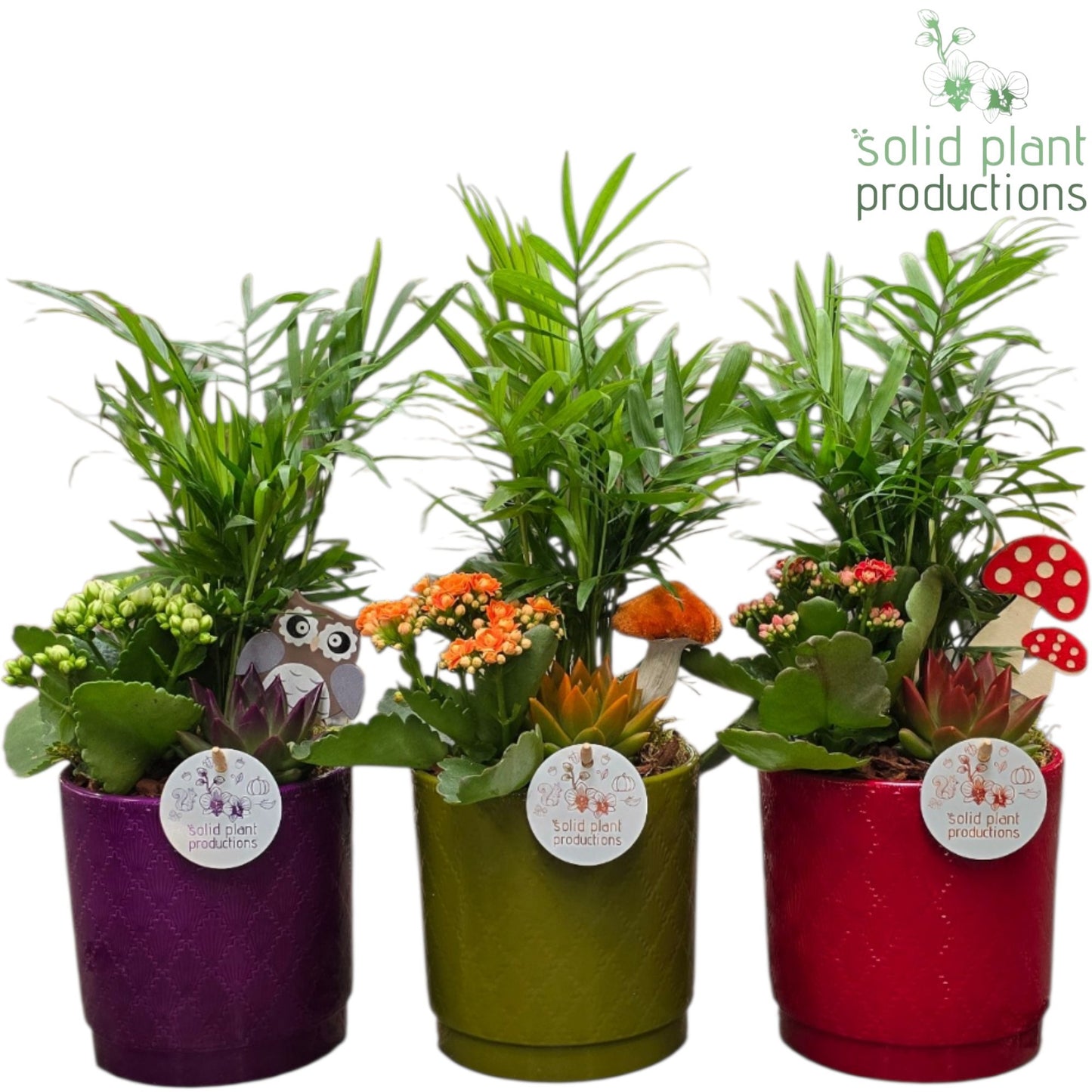Solid Plant Productions CE001 Amy Autumn Mix Pack of 6
