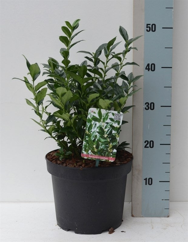 Roessel Tuinpl. VOF, B. v. Sarcococca confusa Pack of 1