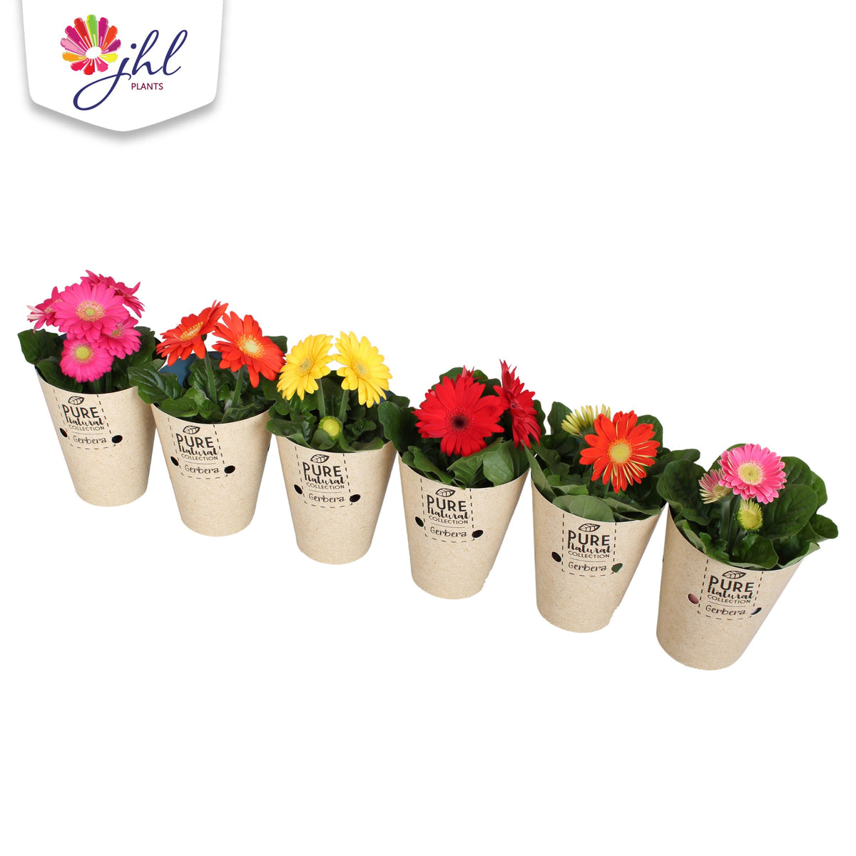 Gerbera Colourgame mix 20cm 9cm Pot