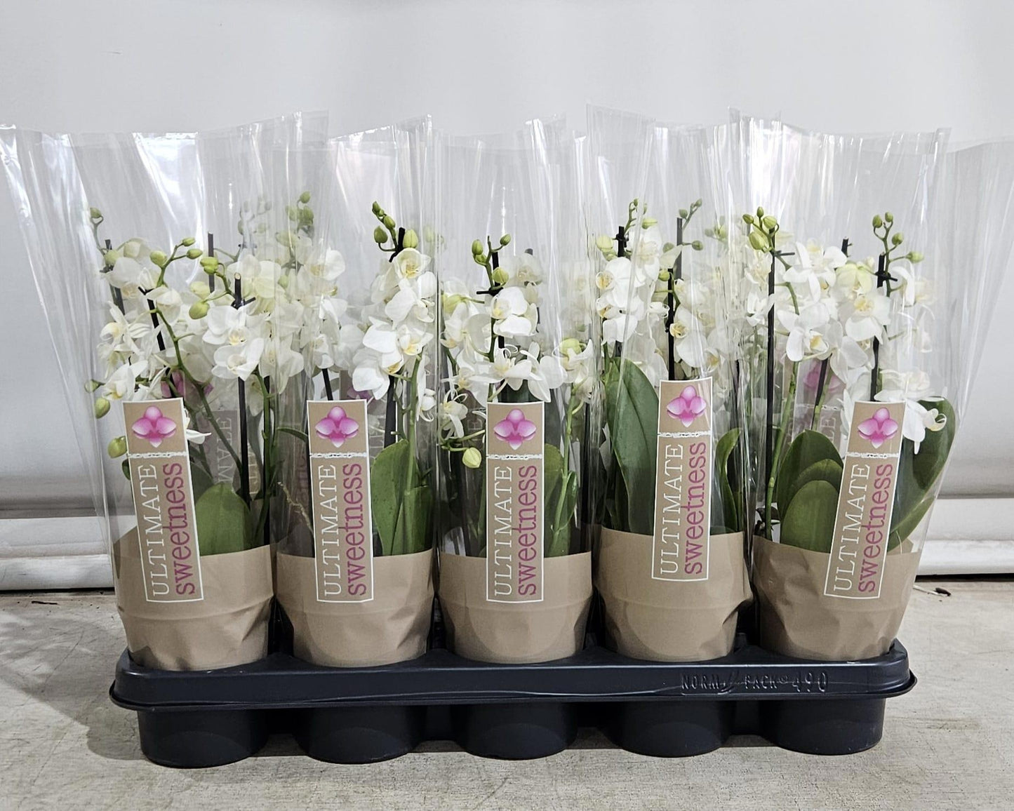 Geest Potplanten BV, DC Phalaenopsis multiflora white Pack of 10