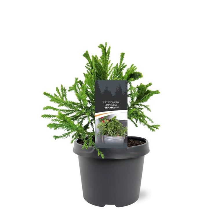 Cryptomeria japonica mix 30cm 19cm Pot