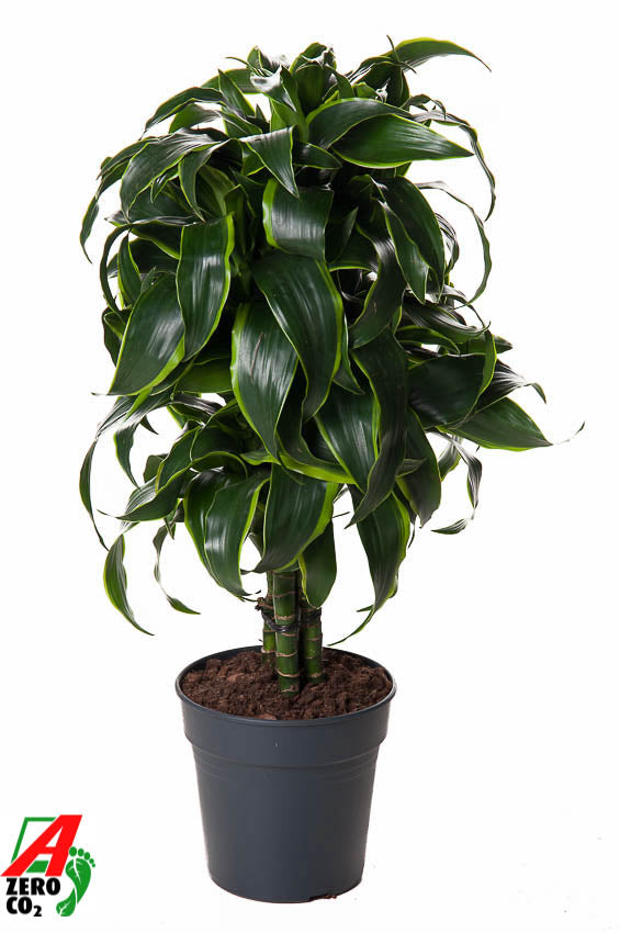 Dracaena fragrans Dorado 70cm 21cm Pot
