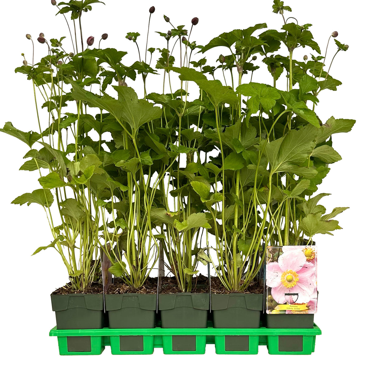 Anemone Japonica hybrids 25cm 11cm Pot