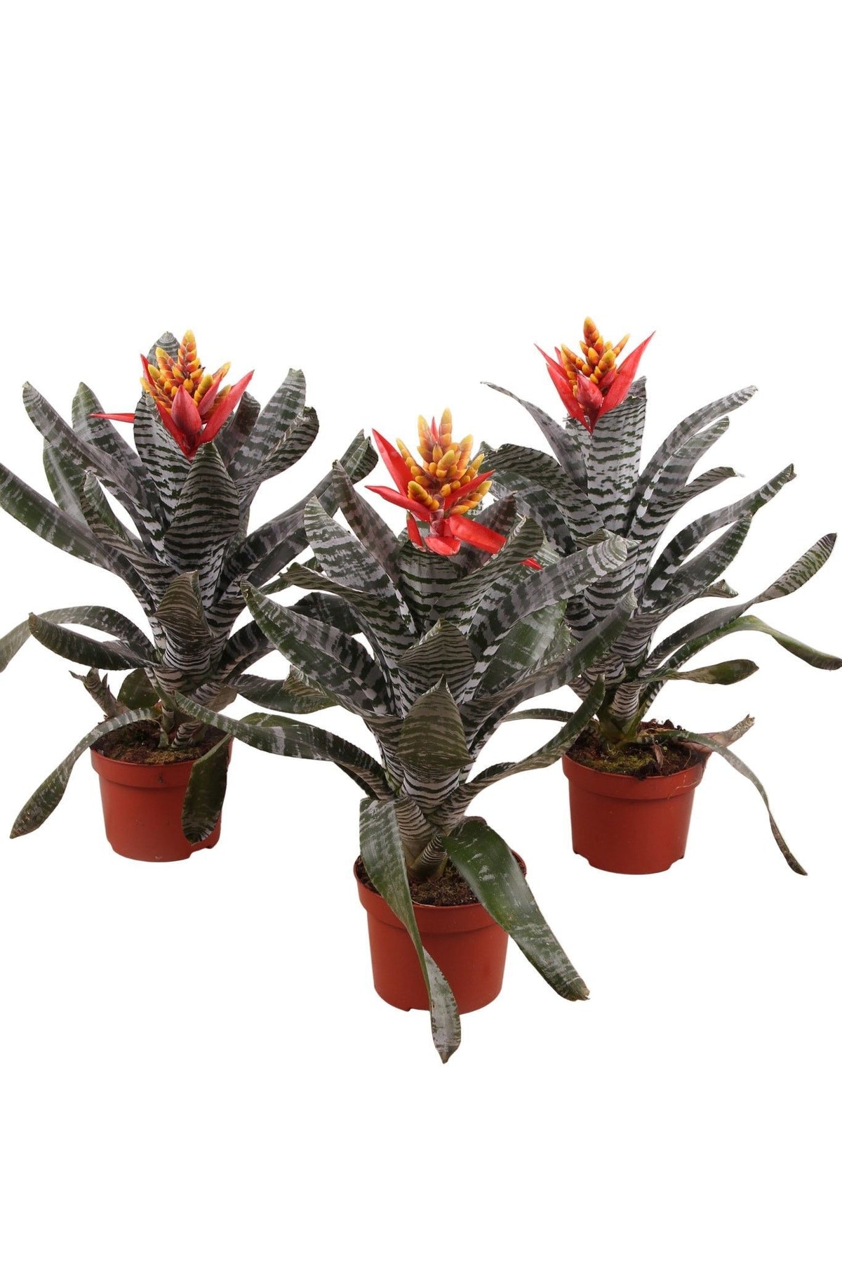 Aechmea 50cm 12cm Pot
