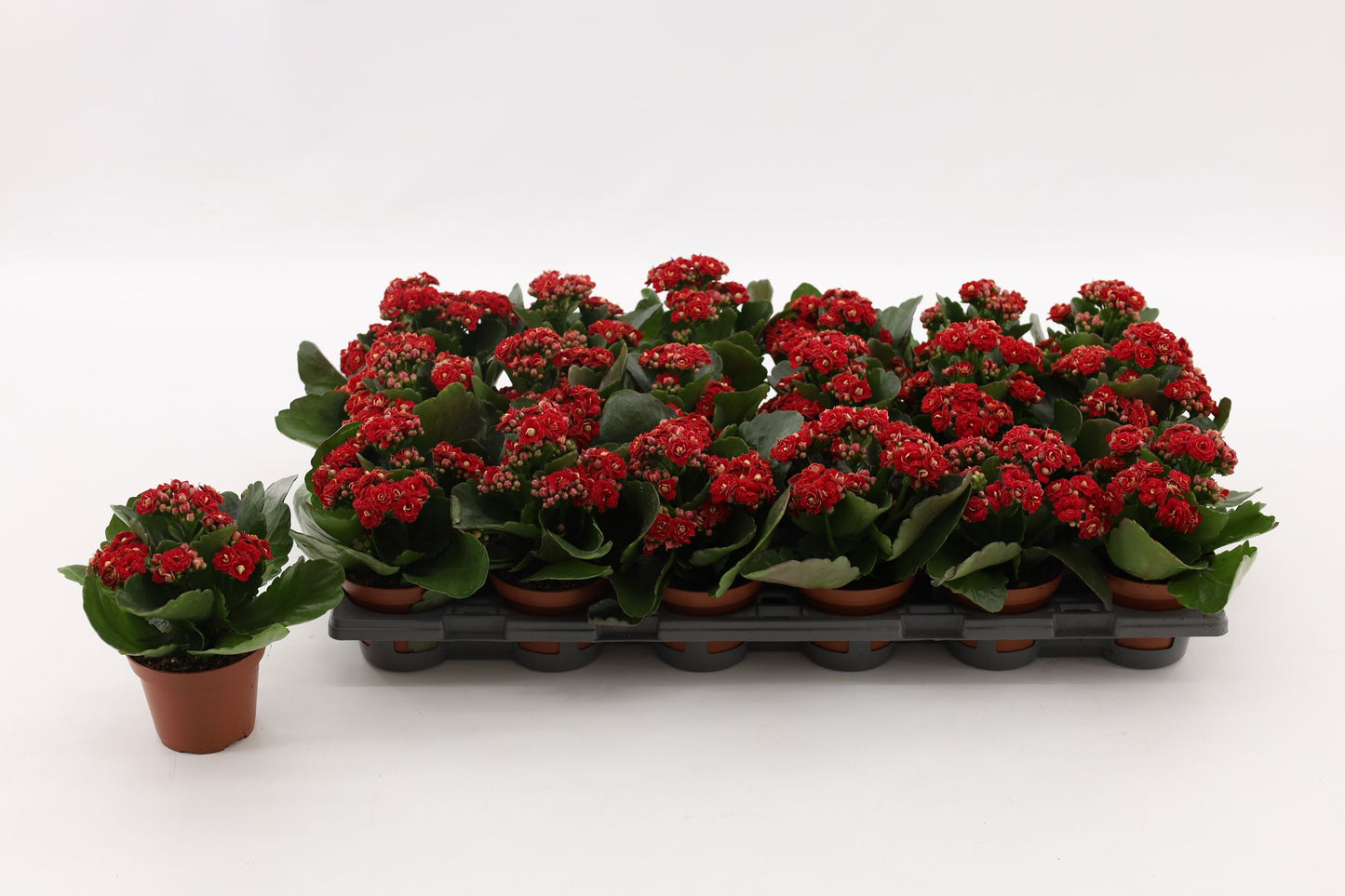 Vilosa Kalanchoe Rubio Red Pack of 18