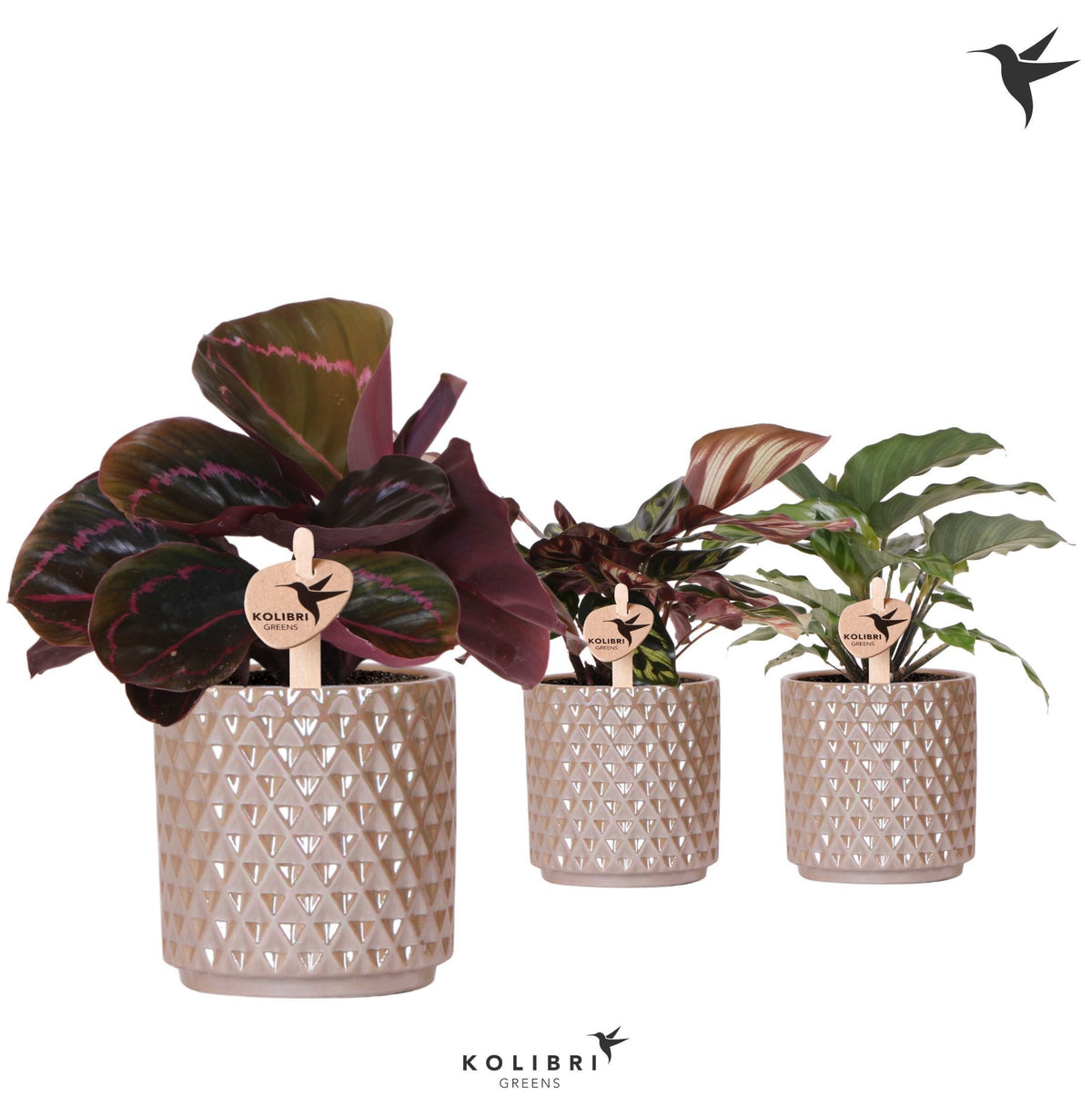 Calathea mix 24cm 9cm Pot