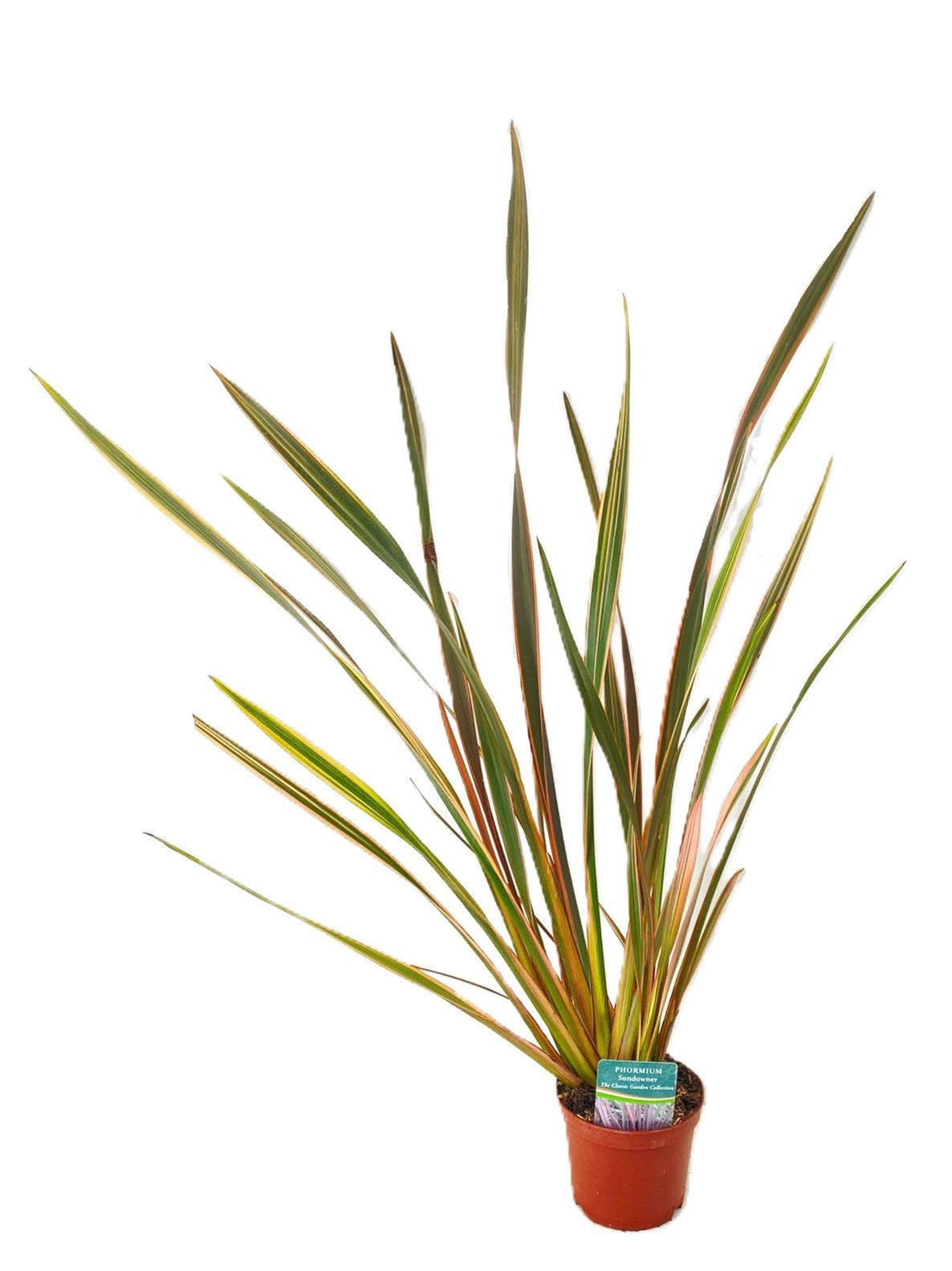 Tetrapanax papyrifer 'Rex' 85cm 13cm Pot