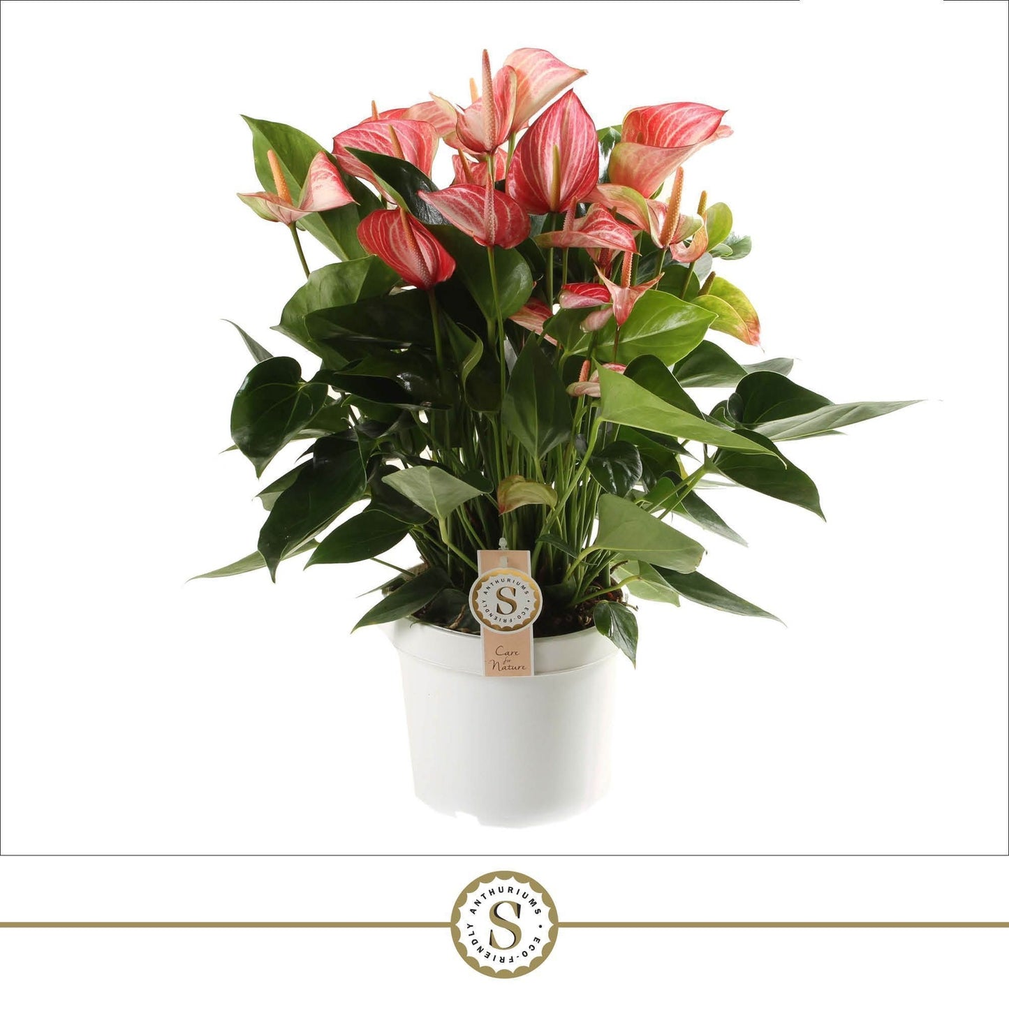 Anthurium Livium Red 65cm 21cm Pot