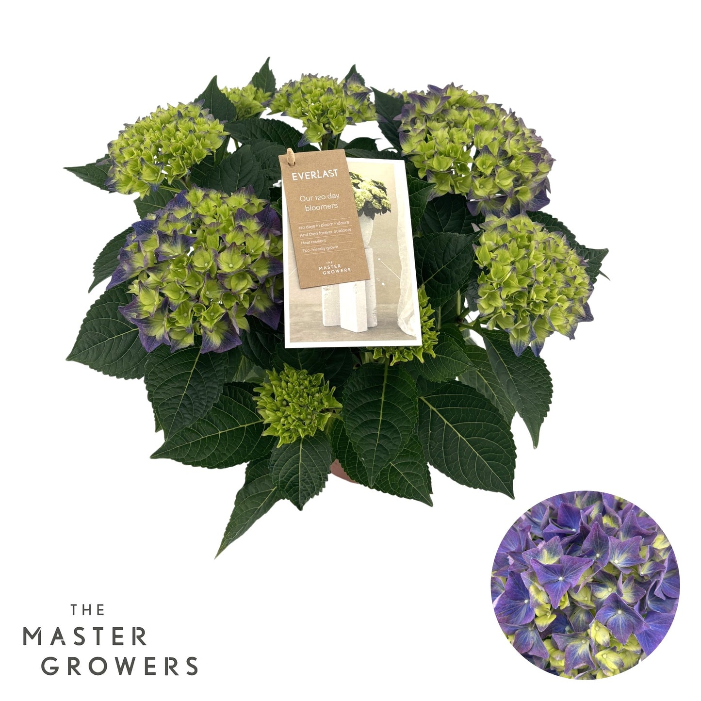 Hydrangea macr. Hi Ocean 40cm 14cm Pot