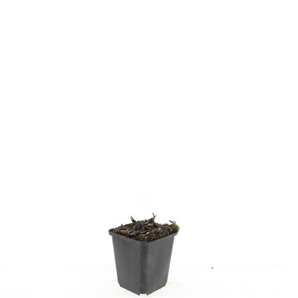 Aster age. Asran 5cm 9cm Pot