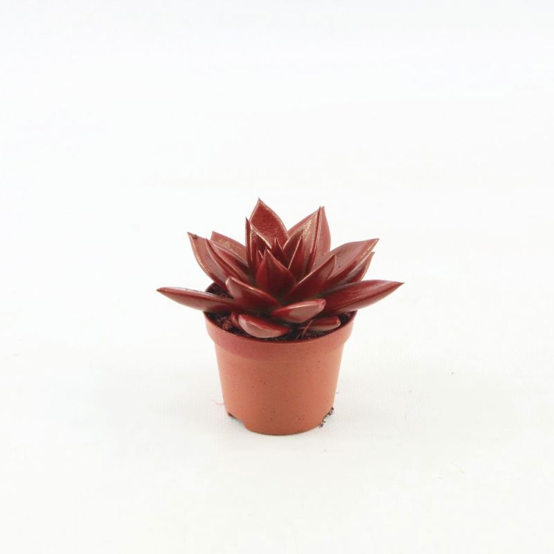 Echeveria colored red 8cm 6cm Pot