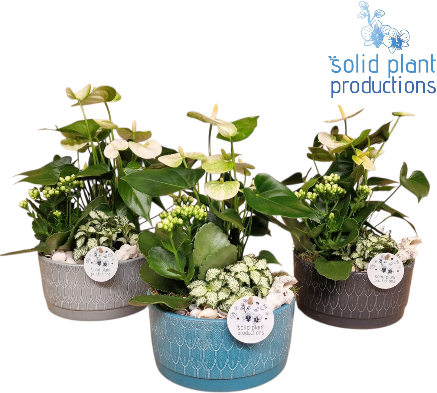Solid Plant Productions NV007 Sarah Navy Anthurium Pack of 3