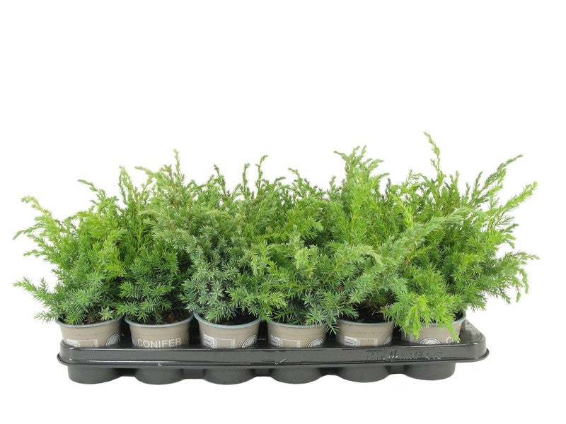 Juniperus Blue Swede 15cm 9cm Pot