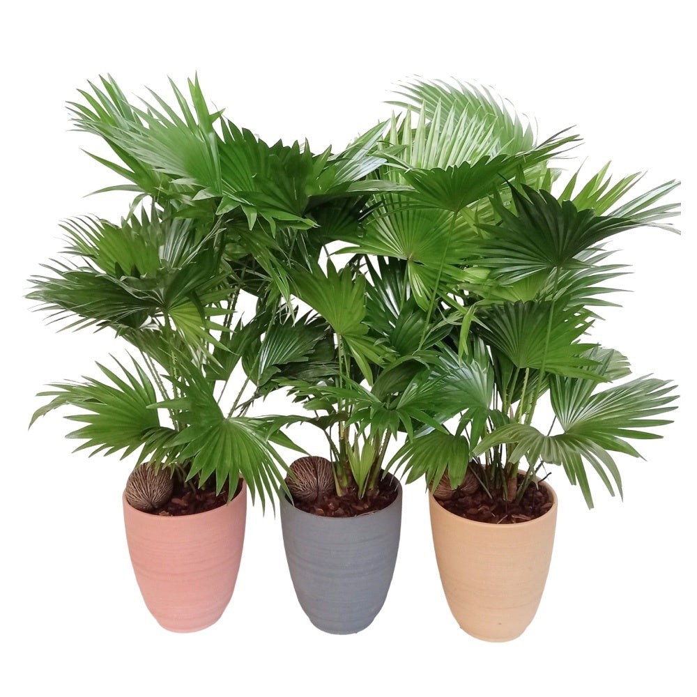 Livistona rotundifolia 70cm 18cm Pot