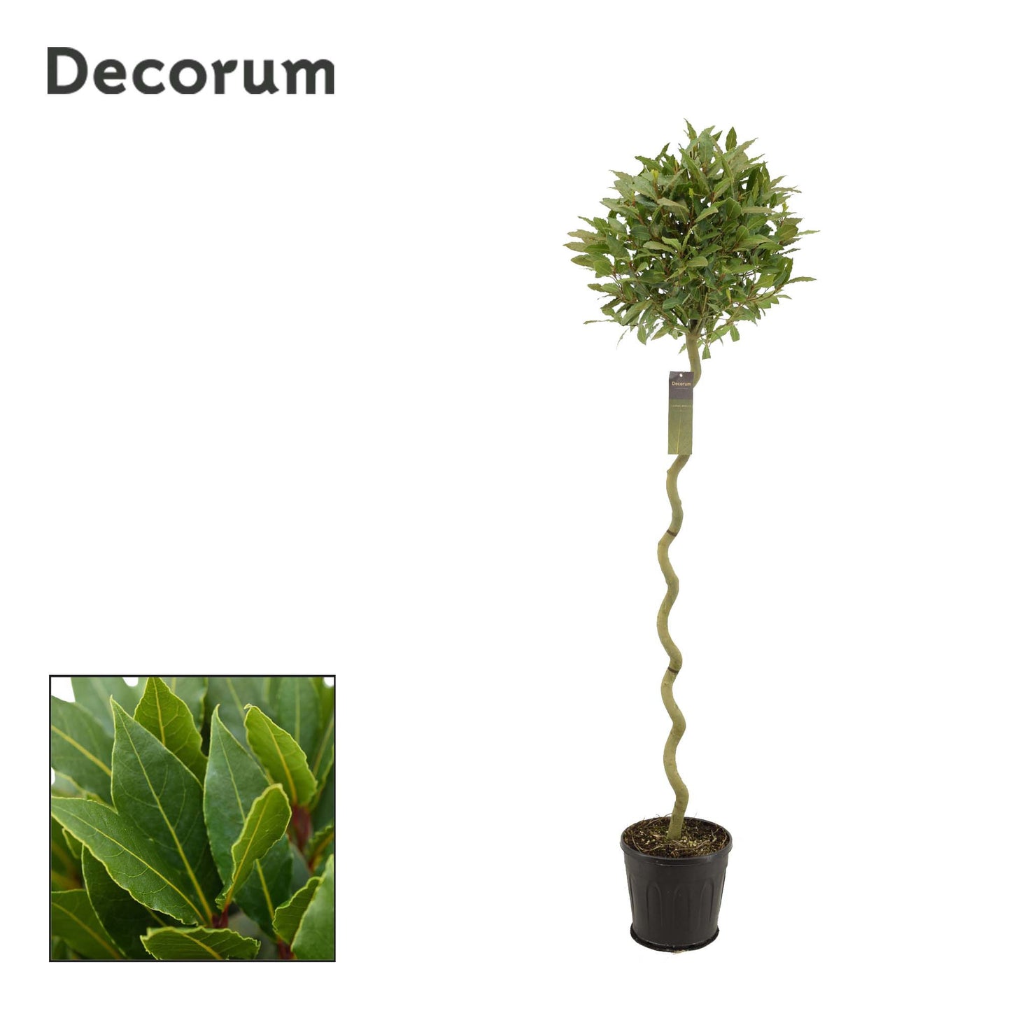 Laurus nobilis 170cm 25cm Pot