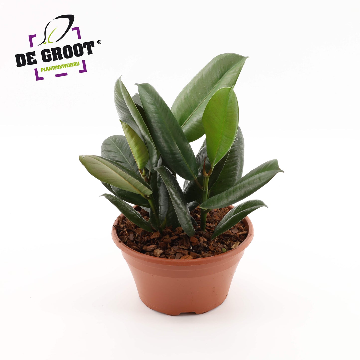 Ficus Robusta 35cm 23cm Pot