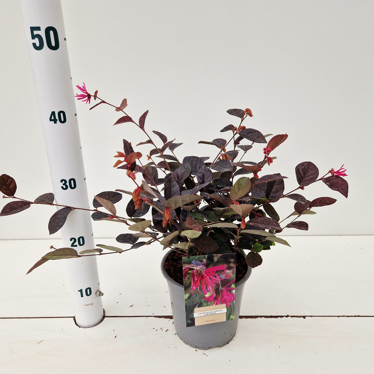 Loropetalum Fire Dance 30cm 15cm Pot