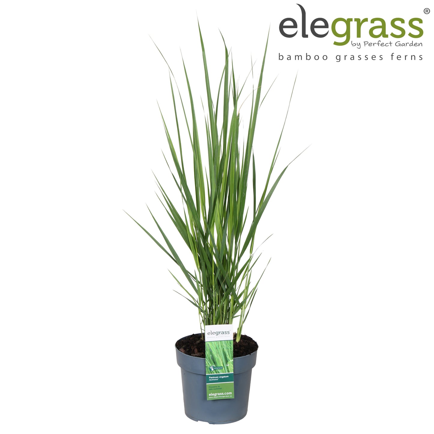 Panicum virgatum 100cm 19cm Pot
