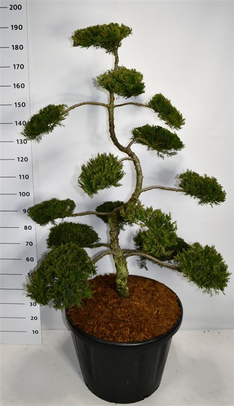 Juniperus mix 200cm 60cm Pot