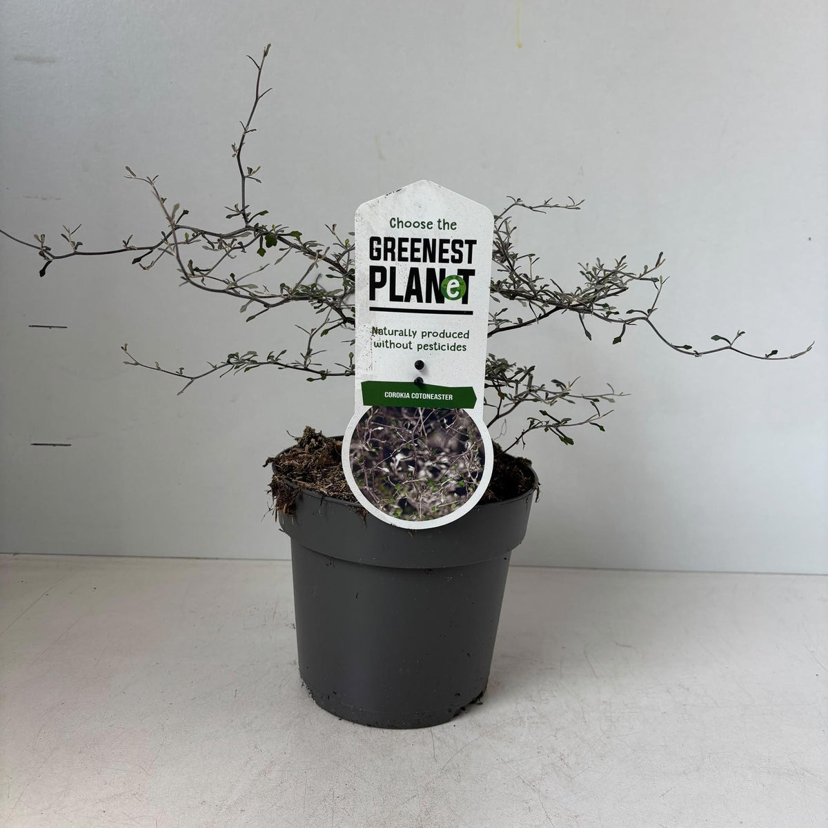 Corokia Maori mix 30cm 17cm Pot