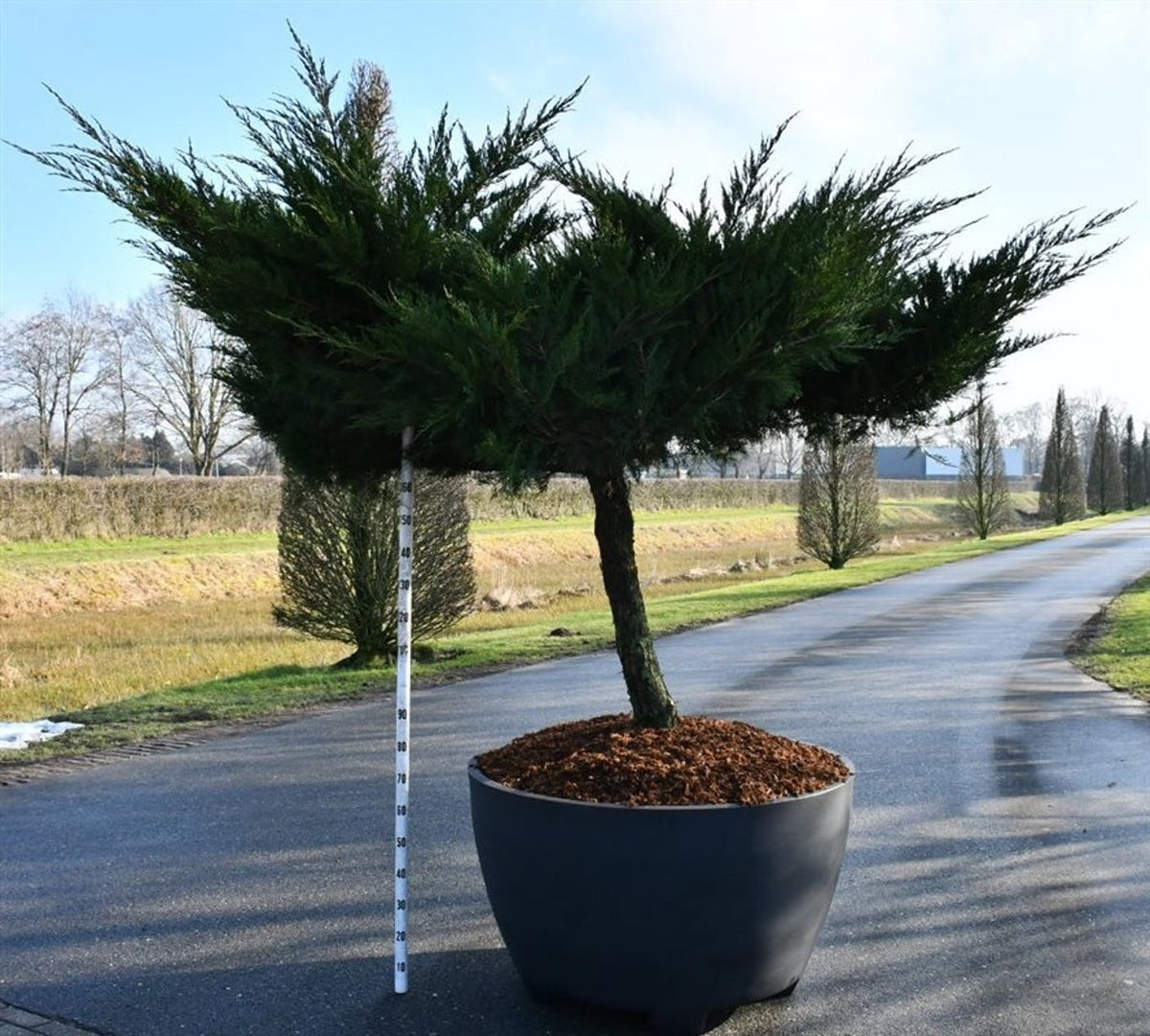 Juniperus Mint Julep 250cm 140cm Pot