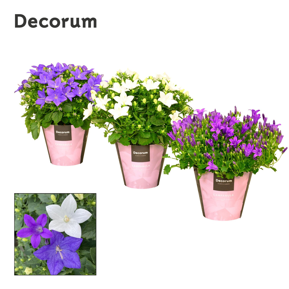 Campanula Hybrid 17cm 11cm Pot