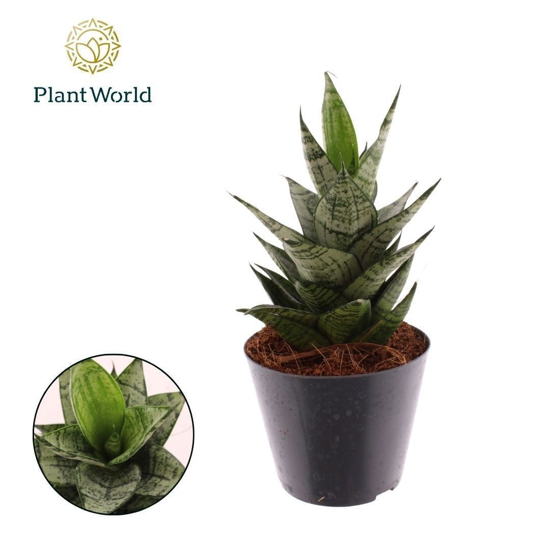 Sansevieria cylindrica 20cm 510cm Pot