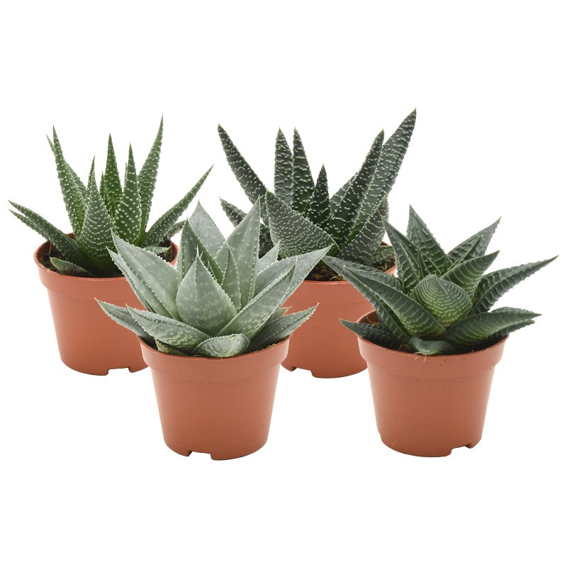 Haworthia mix 9cm 6cm Pot