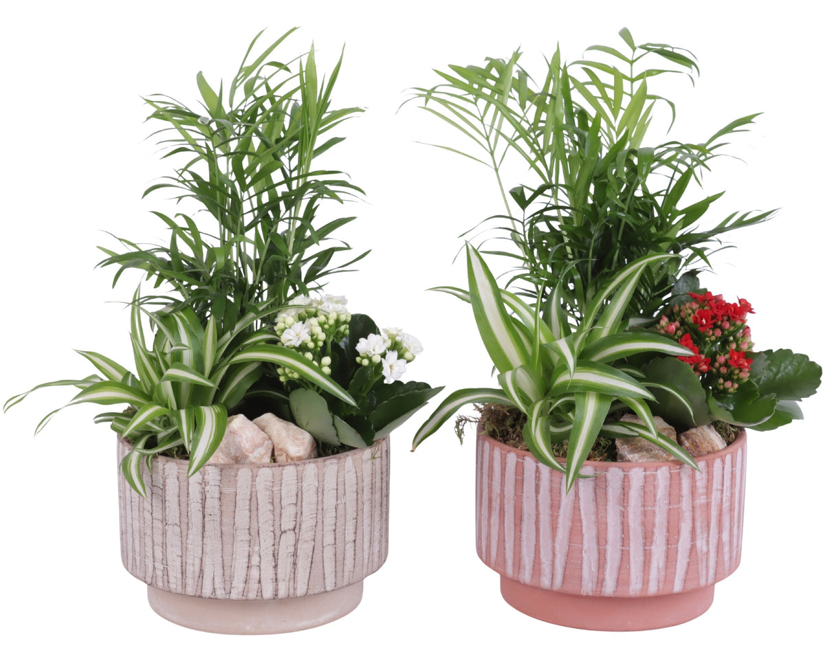 Indoor arrangement 35cm 17cm Pot