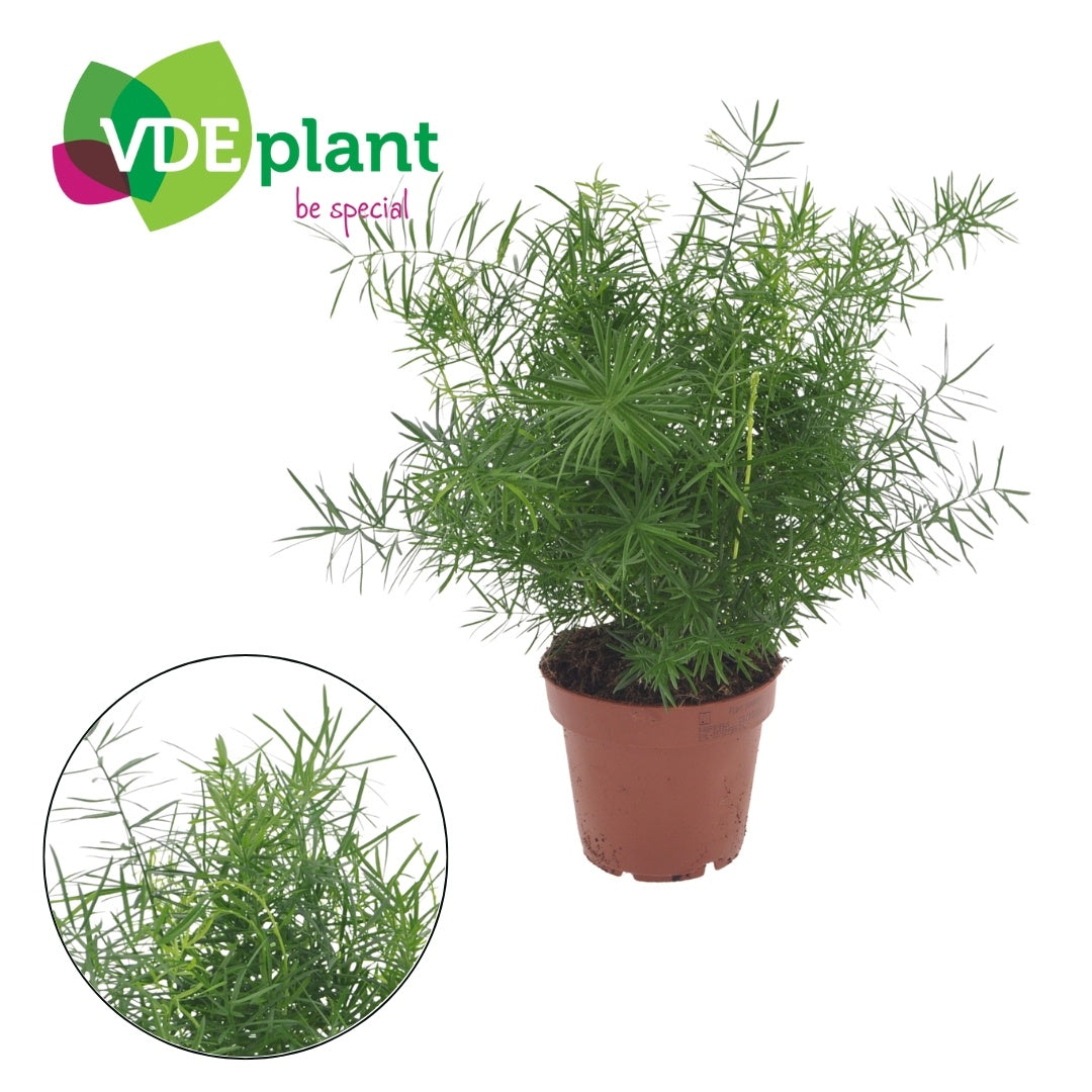 Asparagus densiflorus 'Mazeppa' 30cm 12cm Pot