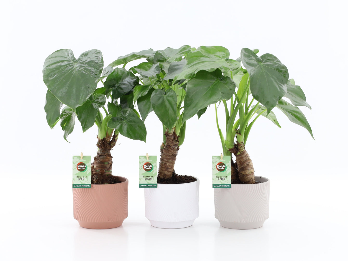 Alocasia cucullata 50cm 13cm Pot