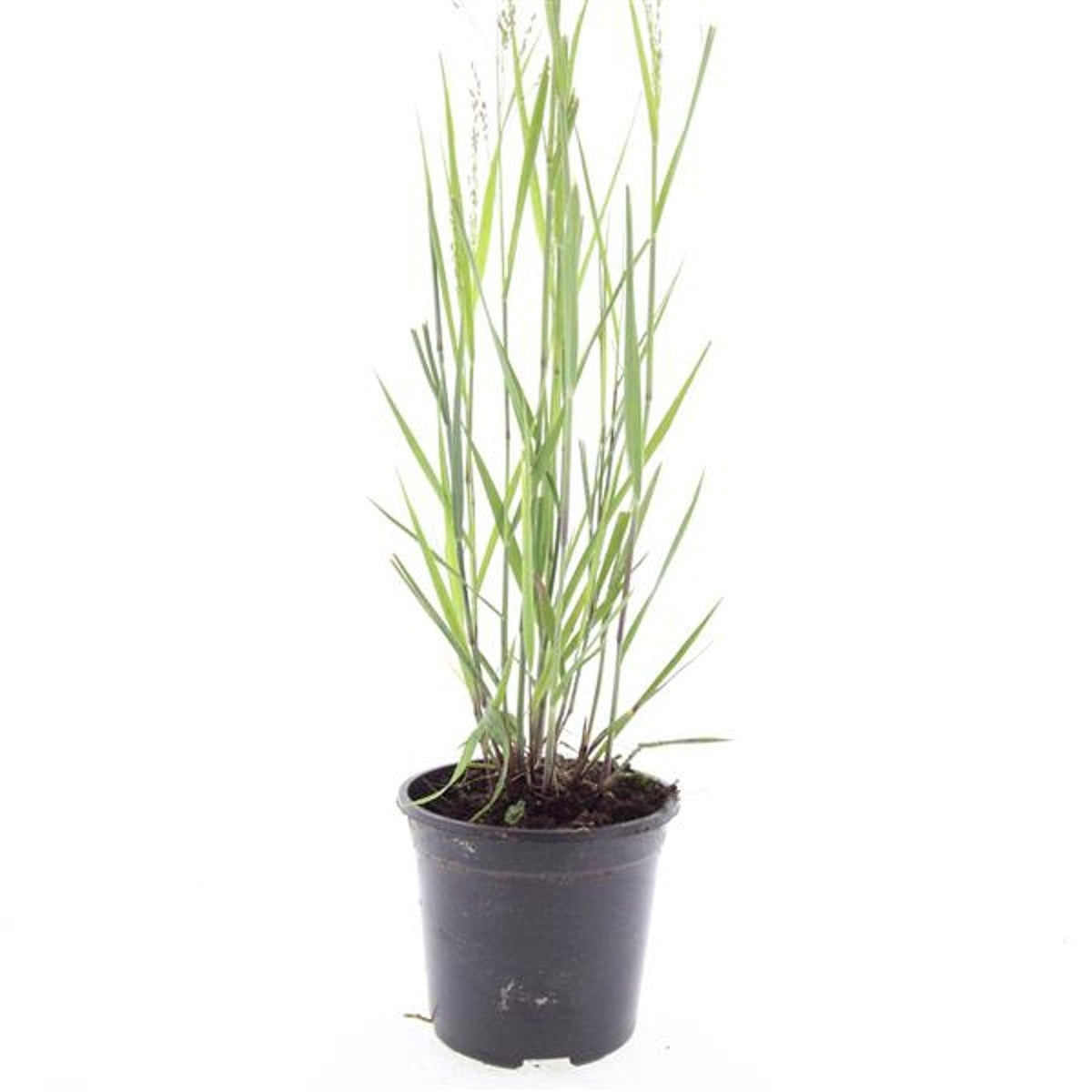 Panicum Heavy Metal 10cm 14cm Pot
