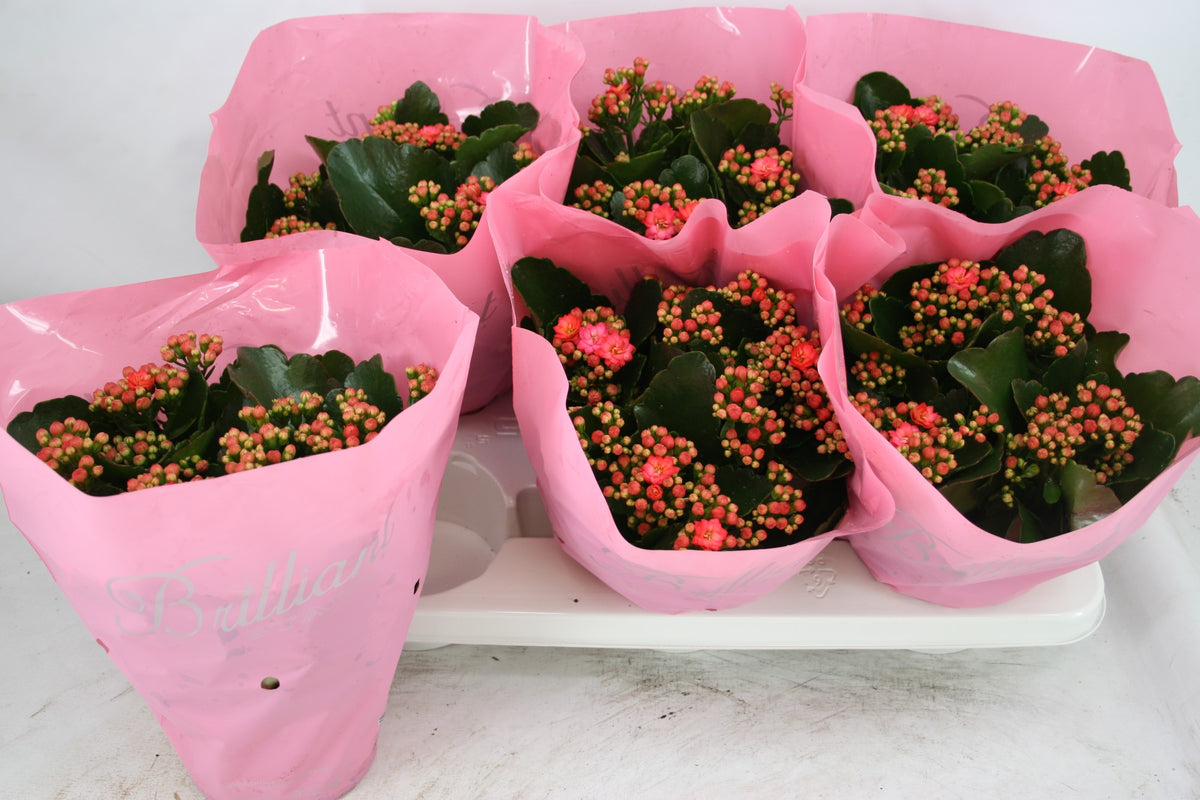 Kalanchoe Calandiva Birkin 24cm 15cm Pot