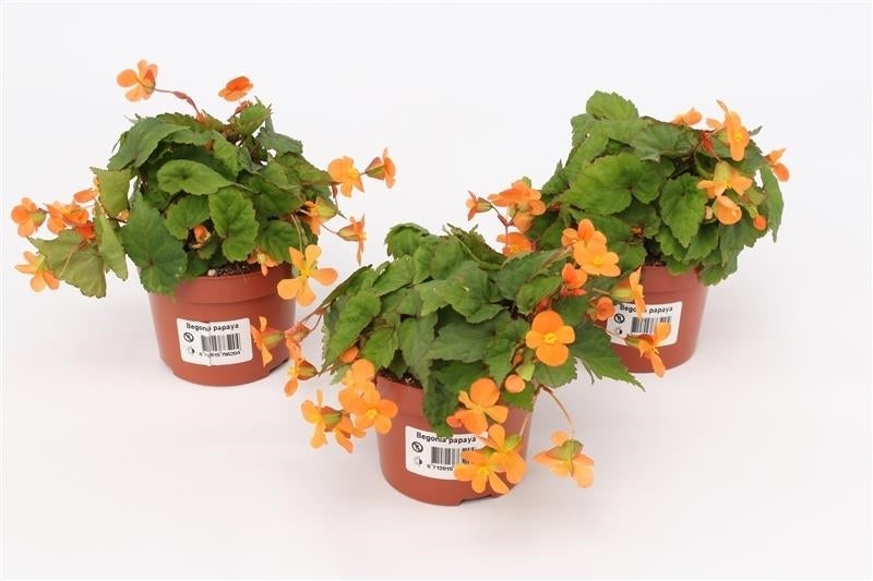 Begonia Papaya 17cm 510cm Pot