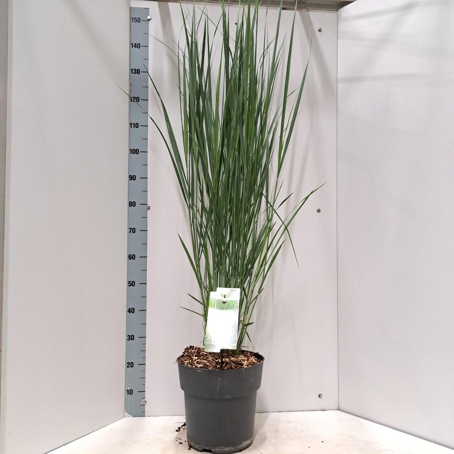 Panicum virgatum 150cm 29cm Pot