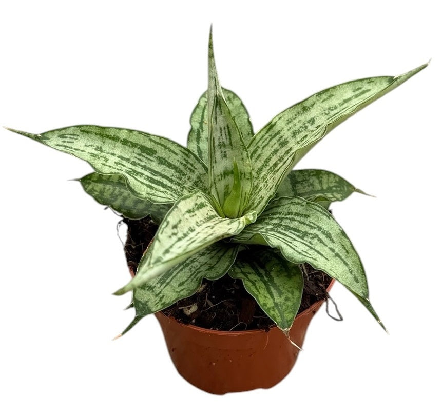 Sansevieria 5cm 6cm Pot